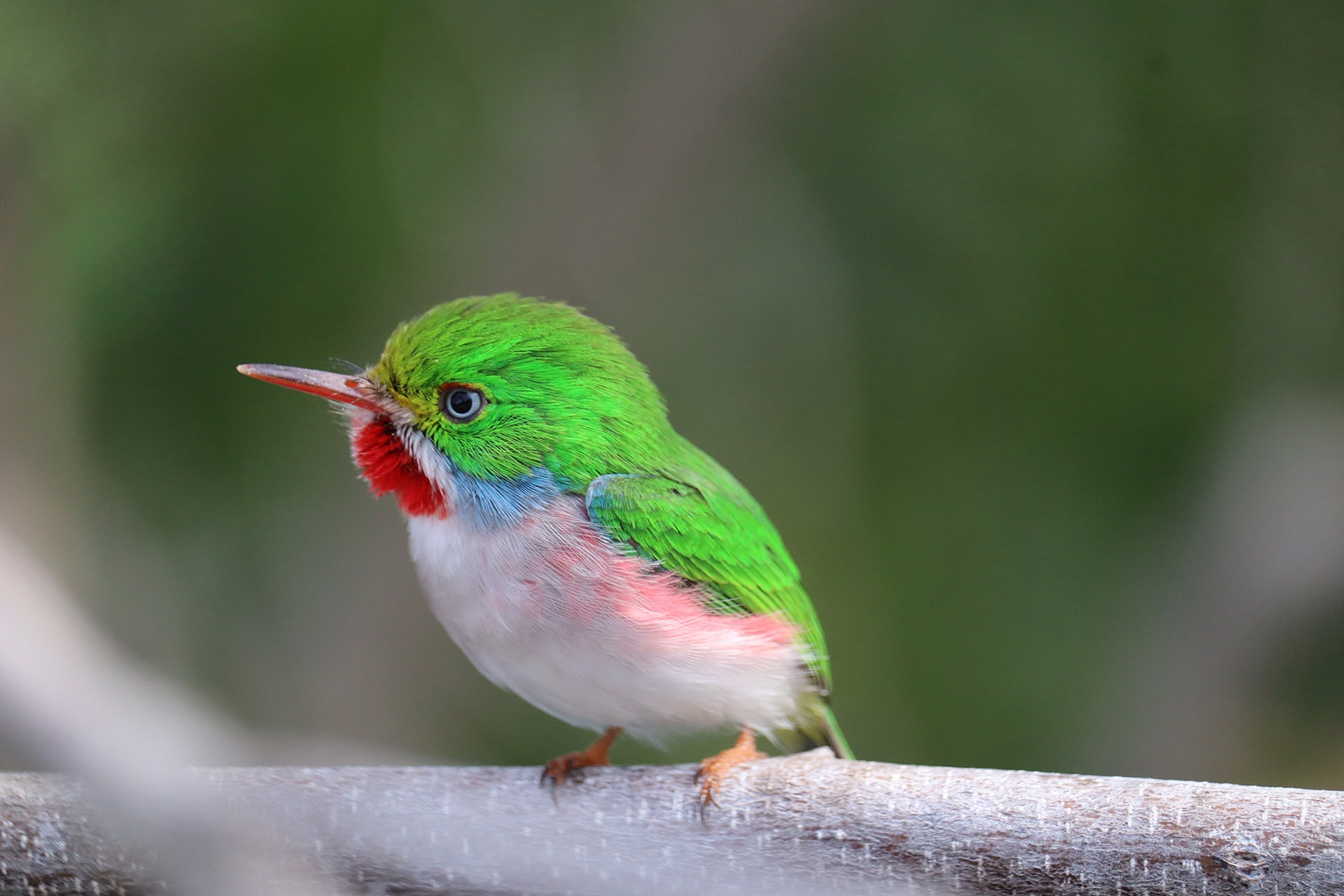 Cuban trogon perched on a tropical branch